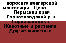 поросята венгерской мангалицы › Цена ­ 5 000 - Пермский край, Горнозаводский р-н, Горнозаводск г. Животные и растения » Другие животные   